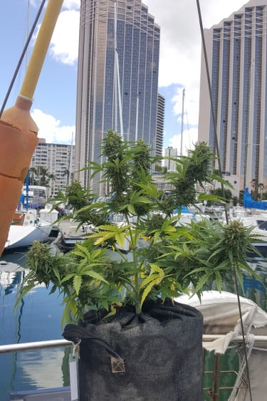 Instagram Mexican Airlines Auto