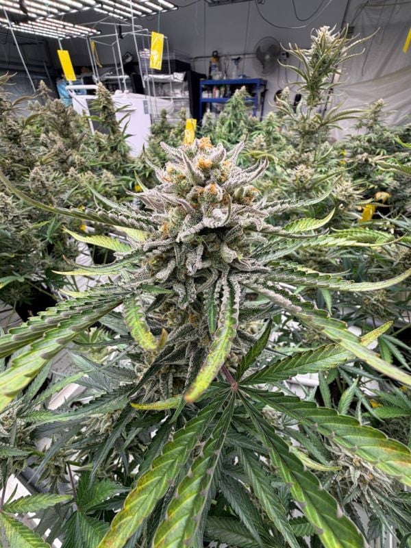 Instagram BubbleGum Auto