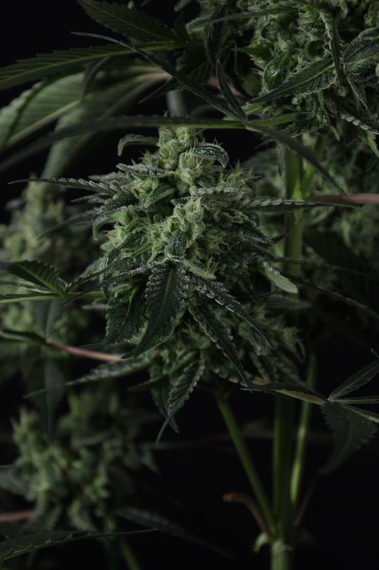 Instagram Banana Guava Auto
