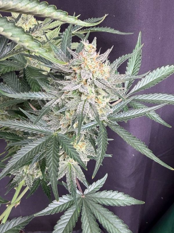 Instagram OG Kush Auto