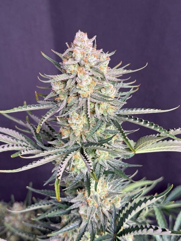 Instagram OG Kush Auto