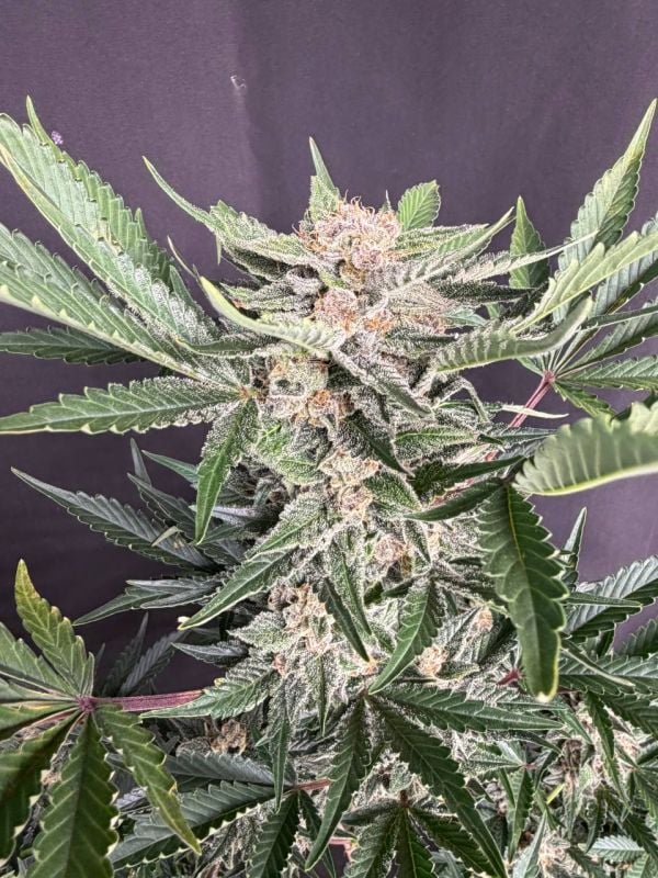 Instagram Sour Diesel Auto