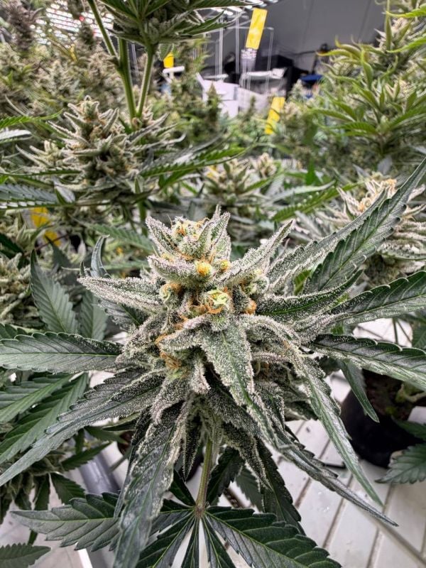 Instagram BubbleGum Auto