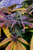 Instagram GG4 Sherbet FF
