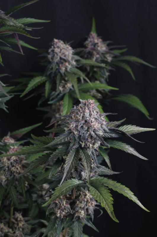 Instagram Cherry Cookies Trial Pack