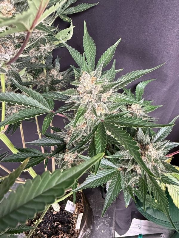 Instagram Sour Diesel Auto