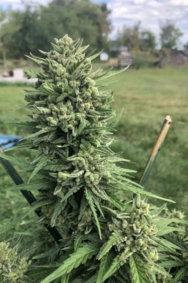 Instagram Amnesia Haze Auto