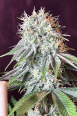 Instagram Orange Sherbet FF