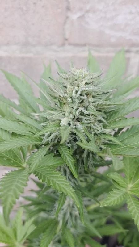 Pound Cake Auto @greenlife268 DIS Outdoor 