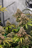 Instagram Gorilla Melon™
