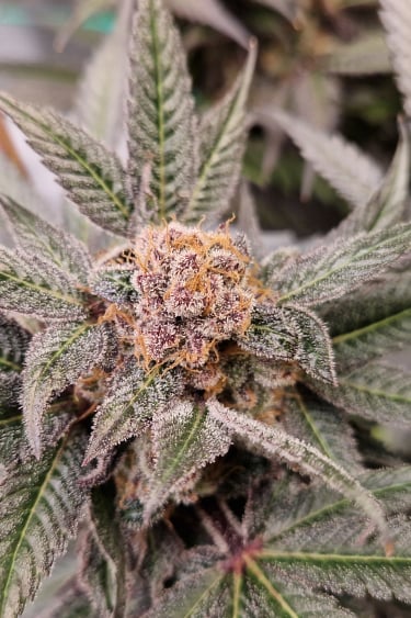 Instagram Lemon Mandarin