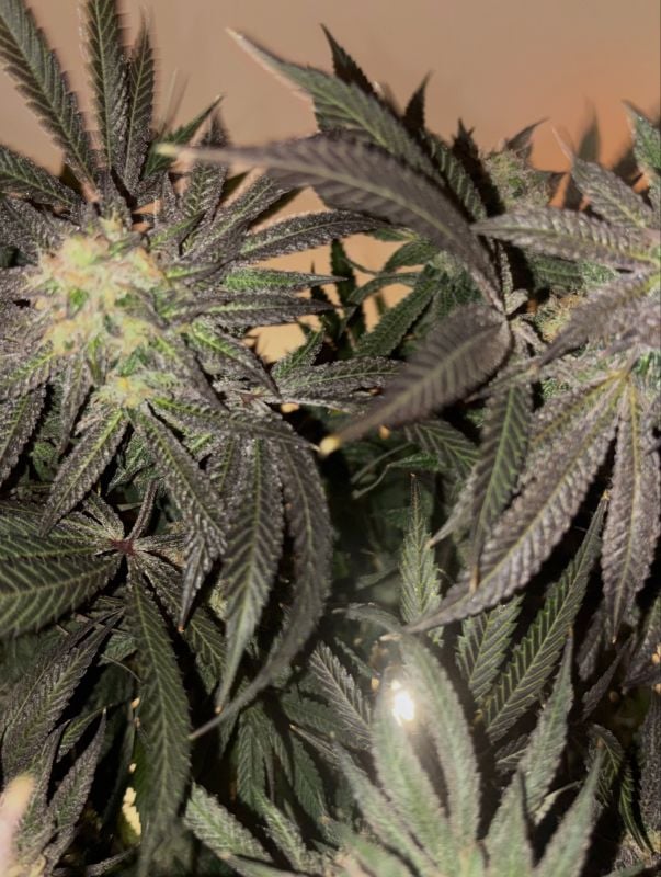 Instagram Garlic Mint Sherbet