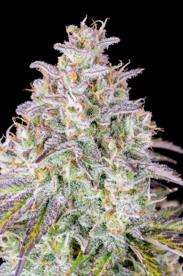 Instagram Mimosa Cake Auto