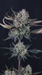 Instagram Guava Runtz Auto™