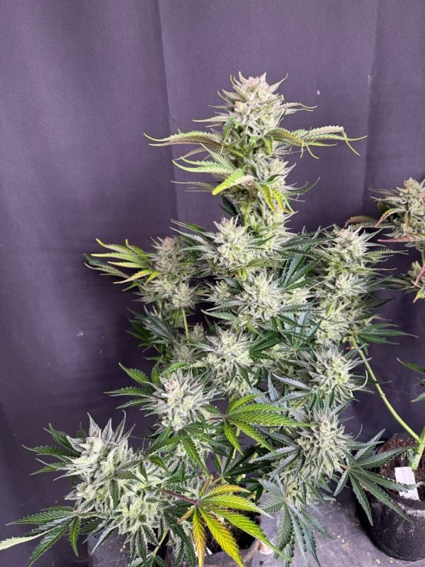 Instagram AK Auto