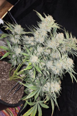 Instagram Pound Cake Auto™
