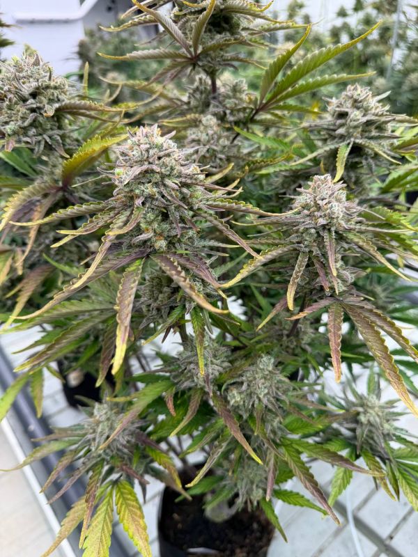 Instagram Cinderella Auto