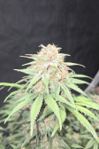 Instagram Purple Haze Auto™