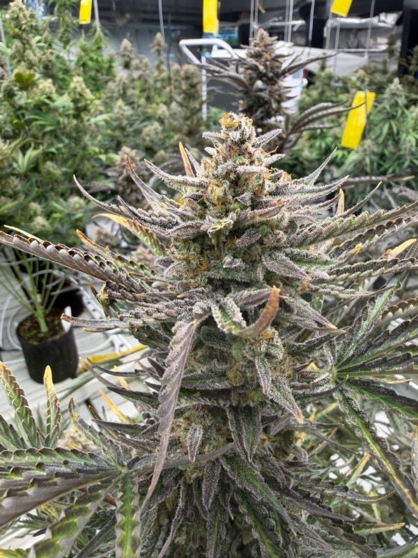 Instagram Cheese Auto