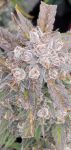 Instagram Mendo Frost Auto™