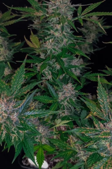 Instagram Gorilla Auto