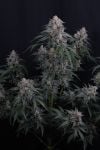Instagram GMO Auto™