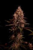 Instagram Purple Lemonade FF