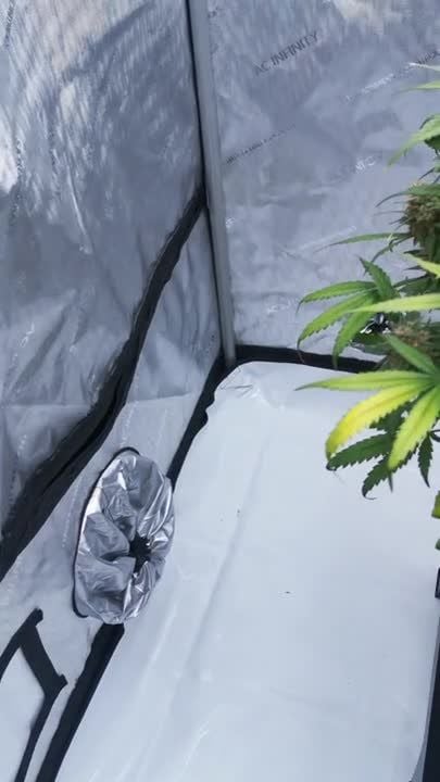 Lemon Cherry Cookies Auto @ BudBeezy GD 1