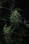 Instagram Banana Guava Auto™