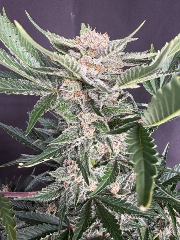 Instagram Sour Diesel Auto