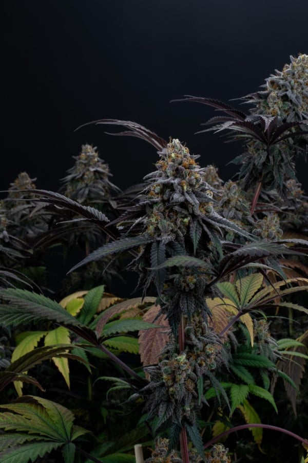 Instagram Lemon Cherry Runtz