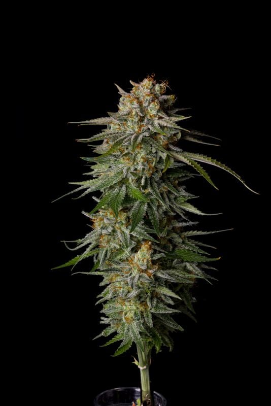 Instagram Mix Pack FF