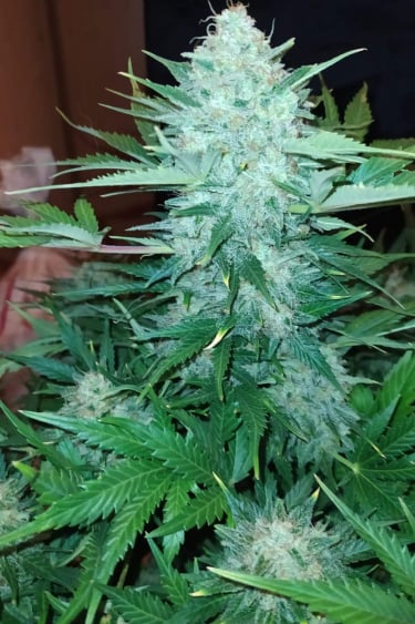 Instagram White Widow Auto