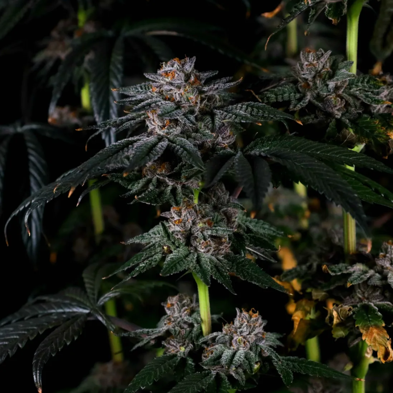 Instagram Papaya Sherbet