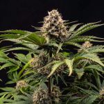 Instagram Lemon Tree Auto™