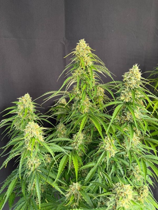 Instagram Jack Herer Auto