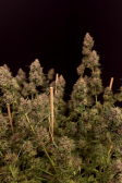 Instagram GG4 Sherbet FF