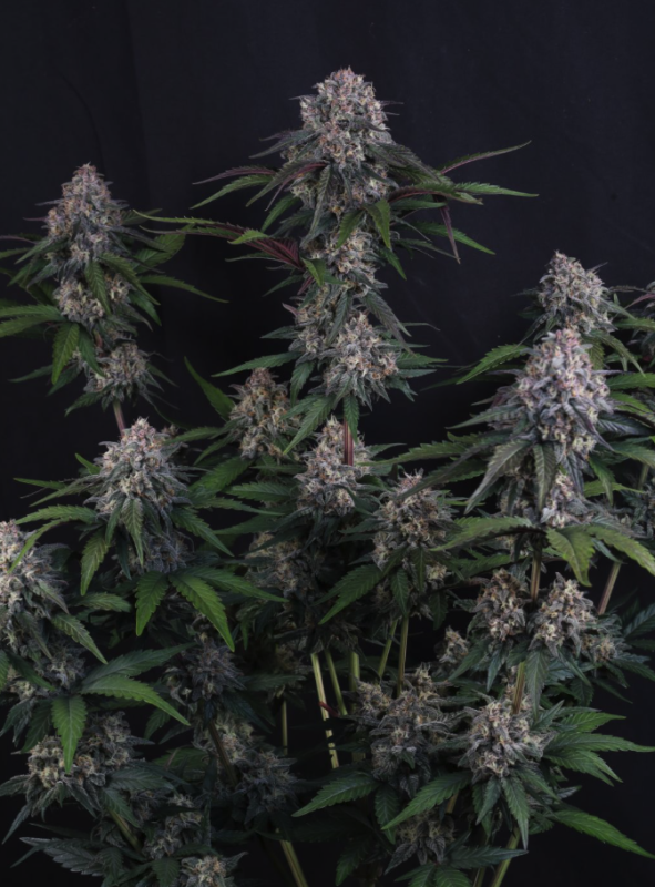 Instagram Cherry Cookies Trial Pack