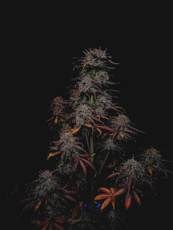 Instagram Strawberry Gorilla Auto RF3