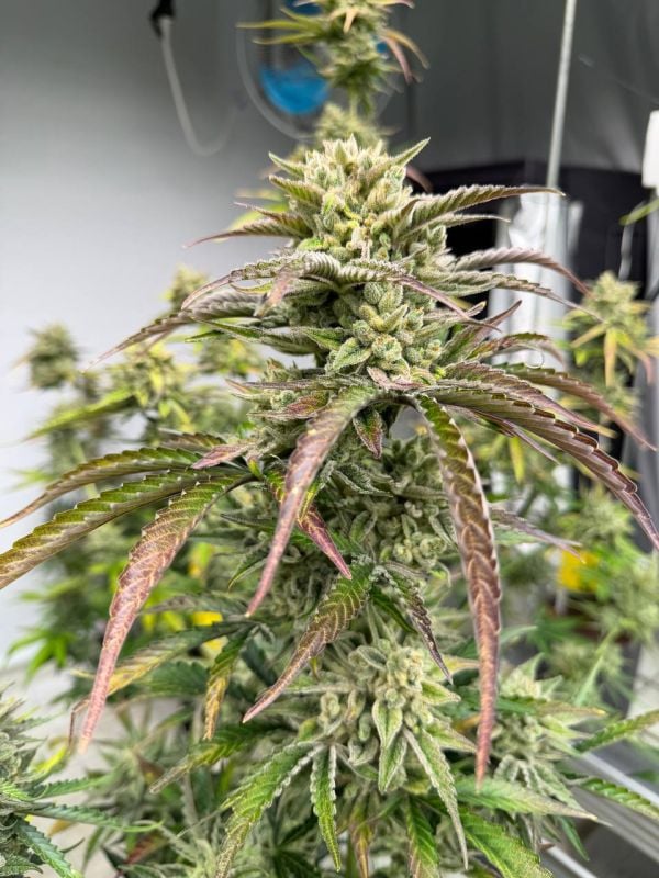 Instagram AK Auto