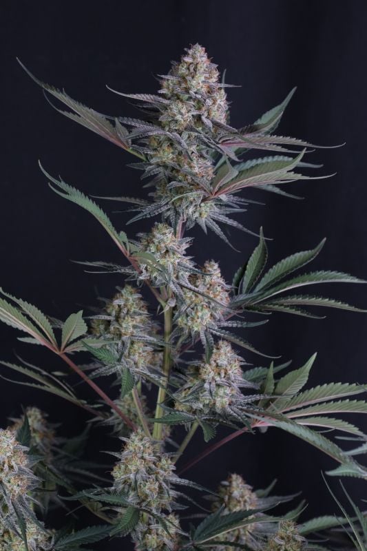 Instagram Lemon Tree Auto