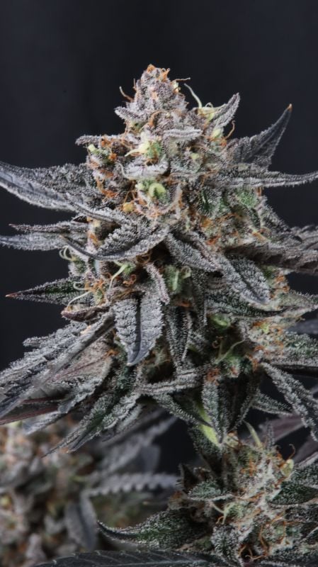 Instagram Mendo Cherry Cookies Auto