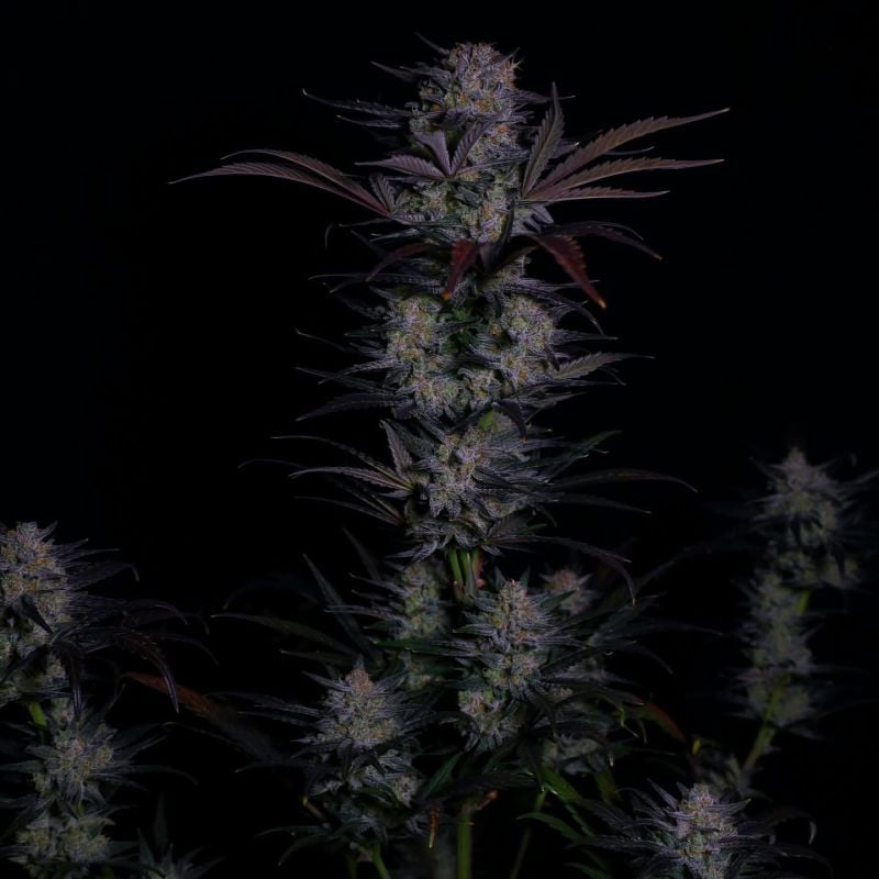 Instagram Mendo Frost Auto