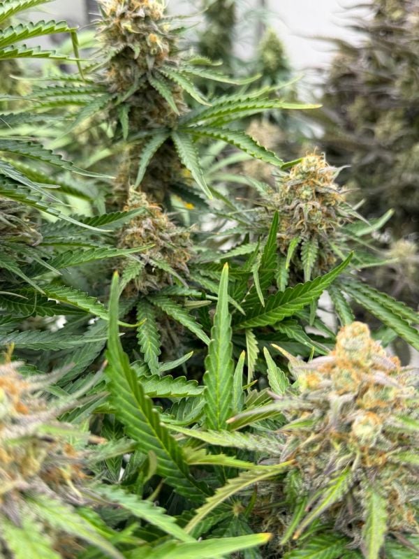 Instagram Moby Dick Auto
