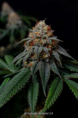 Instagram Sour Jealousy Auto™