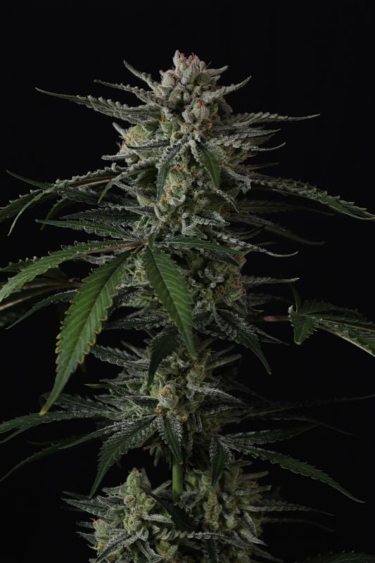 Instagram Banana Guava Auto