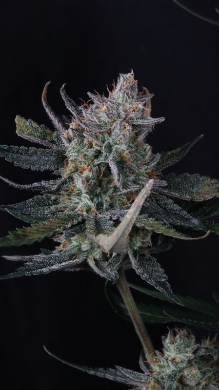 Instagram Guava Runtz Auto