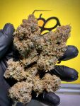 Instagram Papaya Cookies Auto™