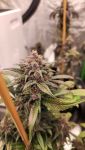 Instagram Strawberry Gorilla Auto