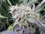 Instagram Mendo Guava Auto™